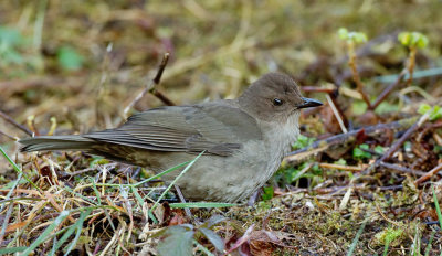 Mountain thrush / Cabanis' lijster