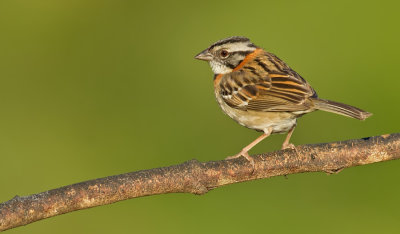 Rufous-collared Sparrow / Roodkraaggors