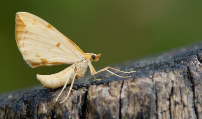 Eulithis pyraliata / Gele agaatspanner