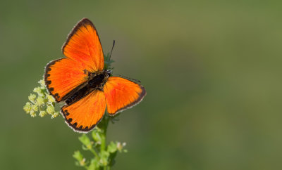 Scarce copper / Morgenrood
