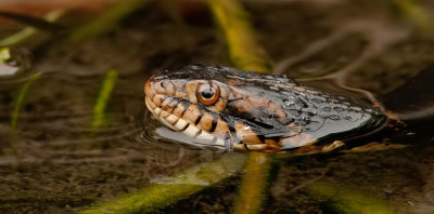 Florida banded water snake / Nerodia fasciata pictiventris