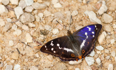 Purple Emperor / Grote Weerschijnvlinder