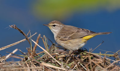 Palmwarbler / Palmzanger