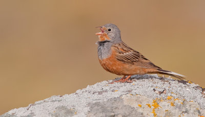 Cretzschmar's Bunting / Bruinkeelortolaan