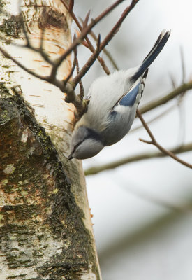 Azure tit tianschanicus / Azuurmees tianschanicus