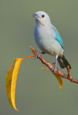 Blue-grey Tanager / Bisschopstangare 