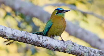 Blue-diademed Motmot / Lessons Motmot