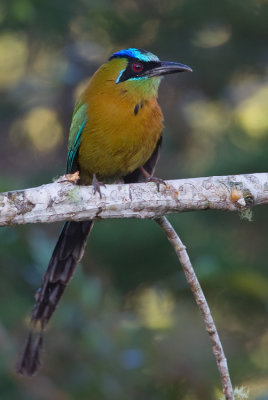 Blue-diademed Motmot / Lessons Motmot