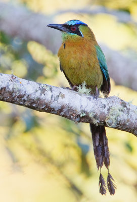 Blue-diademed Motmot / Lessons Motmot