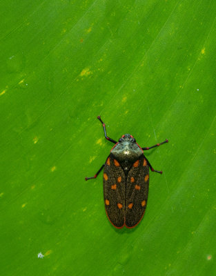 Mahanarva costaricensis