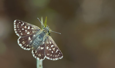 Orbed Red-underwing Skipper / Oostelijk kalkgraslanddikkopje