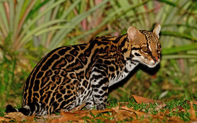 Ocelot