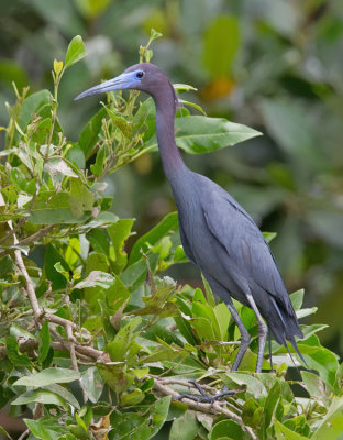 Little blue heron / Kleine blauwe reiger 