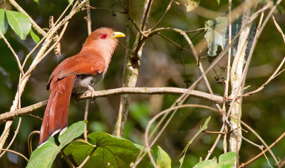 Squirrel cuckoo / Eekhoornkoekoek