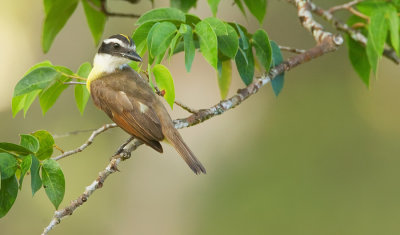 Great Kiskadee / Grote kiskadie