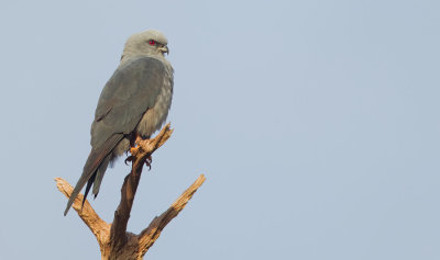 Plumbeous kite / Donkergrijze wouw