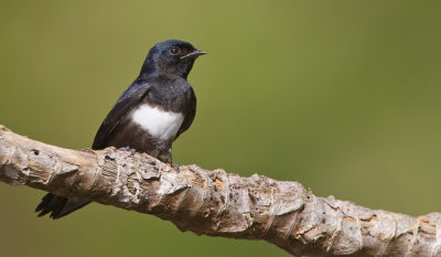 White-banded swallow / Witbandzwaluw