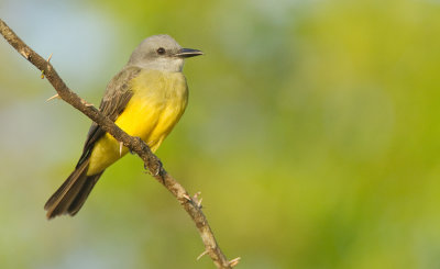 Tropical kingbird / Tropische koningstiran