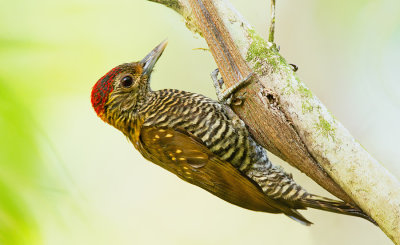 Golden collared woodpecker / Goudkraagspecht