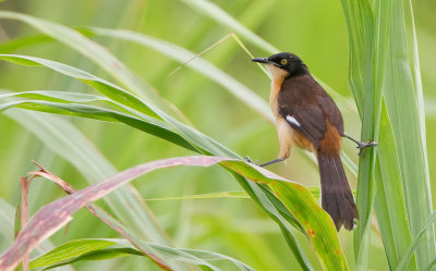 Black-capped Donacobius / Zwartkopdonacobius