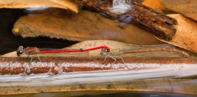 Neoneura angelensis