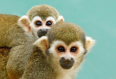 Common squirrel monkey / Grijsgroen doodshoofdaapje