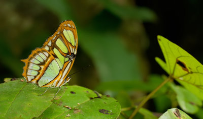 Butterflies of Suriname / Dagvlinders uit Suriname