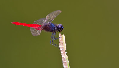 Planiplax phoenicura / Kleine poelwachter