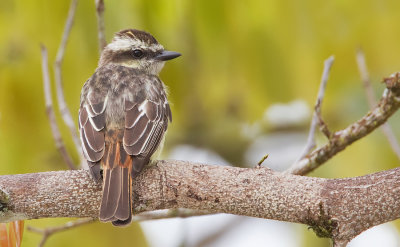 Variegated flycatcher / Bonte tiran