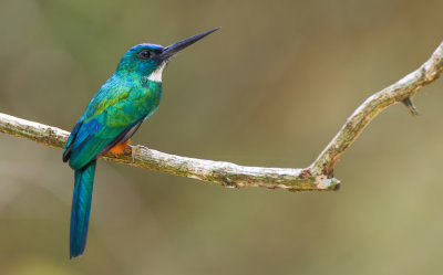 Green-tailed jacamar / Groenstaartglansvogel