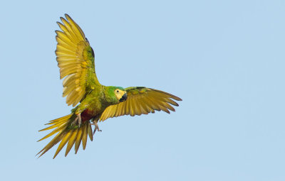 Red-bellied Macaw / Roodbuikara