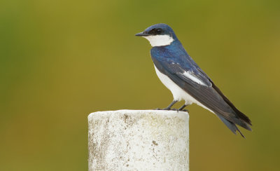 White-winged Swallow / Witbuikzwaluw