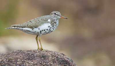 Spotted sandpiper / Amerikaanse oeverloper