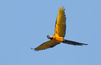 Blue-and-yellow Macaw / Blauwgele ara