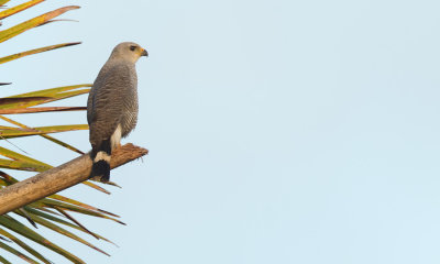 Grey-lined Hawk / Grijze buizerd 