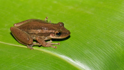 Red-snouted Treefrog / Scinax ruber