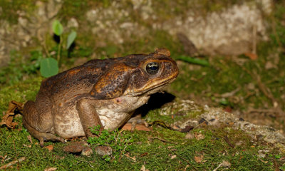 Cane Toad / Reuzenpad