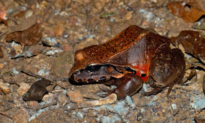 Smoky Jungle Frog / Leptodactylus pentadactylus