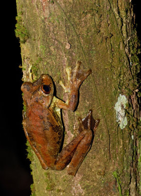 Rusty tree frog / Hypsiboas boans