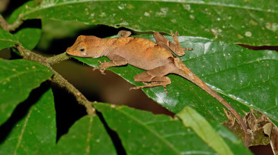 Goldenscale Anole / Anolis chrysolepis