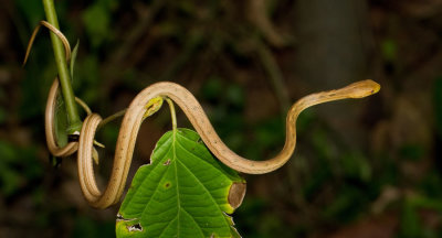 Amazon Coastal House Snake / Thamnodynastes pallidus