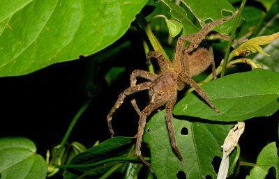 Brazilian Wandering Spider / Braziliaanse zwerfspin
