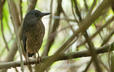 Zigzag heron / Zigzagreiger