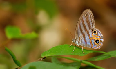 Chloreuptychia herseis