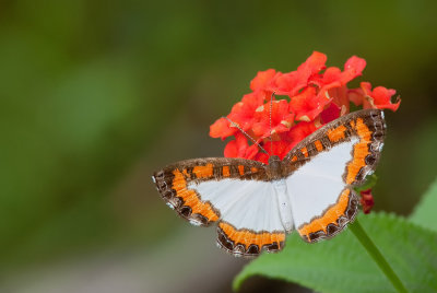 Common Nymphidium / Nymphidium caricae caricae