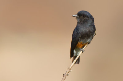 Swallow-winged puffbird / Zwaluwbaardkoekoek