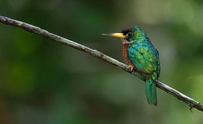 Yellow-billed Jacamar / Geelsnavelglansvogel 