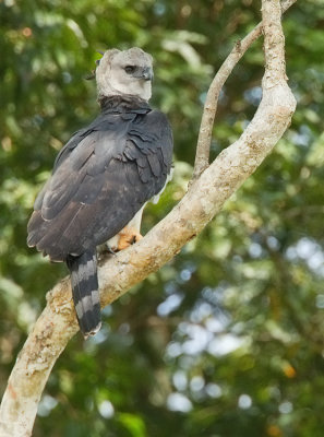 Harpy Eagle / Harpij