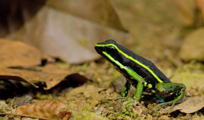 Three-striped poison frog / Ameerega trivittatus