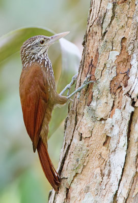 Straight-billed Woodcreeper / Priemsnavelmuisspecht